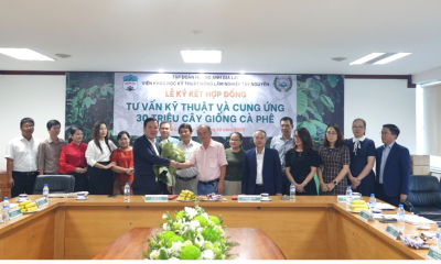 Hoàng Anh Gia Lai đầu tư mạnh mẽ, trồng mới 10.000 ha cà phê