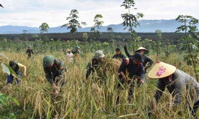 Binh đoàn 15: Xung kích giúp dân gặt lúa chạy bão số 13