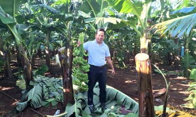 Người trồng chuối tại Gia Lai bị thiệt hại nặng do bão số 13