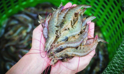 Trung Quốc chi hơn 1,1 tỷ USD nhập khẩu tôm Việt Nam