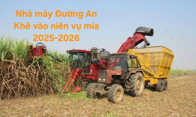 Niên vụ mía 2025-2026: Cam kết an toàn từ đồng ruộng đến nhà máy