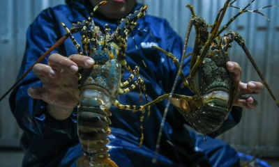 Nguồn cung tôm hùm xuất khẩu sang Trung Quốc có thể giảm trong năm 2026 vì mưa lũ