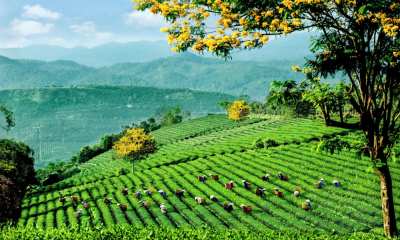 Lễ hội trà Quốc tế 2025 - Chuỗi hoạt động độc đáo kết nối văn hóa và động lực phát triển ngành trà