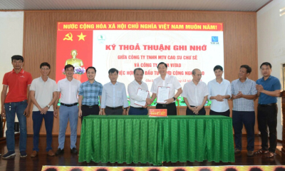 Cao su Chư Sê hợp tác với Vitad phát triển dự án trồng dứa công nghệ cao