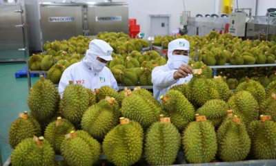 Xuất khẩu sầu riêng lập kỷ lục mới, vượt 3,3 tỷ USD