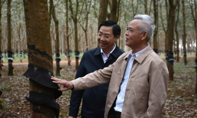 Cao su Chư Sê tiên phong đáp ứng quy định chống mất rừng của EU