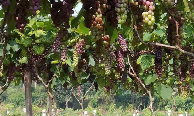 Tân Yên phát triển mô hình nho OCOP công nghệ cao - mở lối cho kinh tế nông nghiệp bền vững