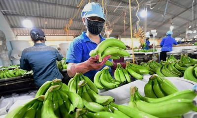 Ngành chuối Việt Nam trước dịch bệnh nguy hiểm