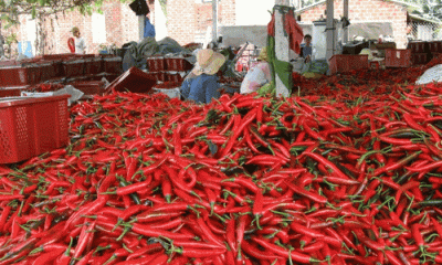 Giá ớt tăng mạnh, xuất khẩu mang về hàng chục triệu USD
