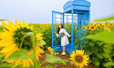 Cánh đồng hướng dương gây thương nhớ tại Nghệ An vào mùa nở rộ: Đứng góc nào cũng có ảnh đẹp