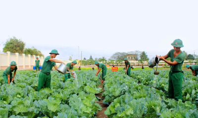 Trung đoàn 8 (Sư đoàn 395, Quân khu 3): Đẩy mạnh tăng gia sản xuất, hoạt động thiết thực