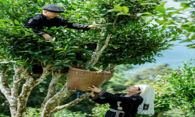 Sơn Trà phát triển chè Shan tuyết hữu cơ