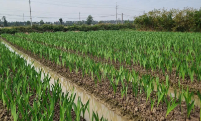 Mão Điền – Điểm sáng xây dựng nông thôn mới nâng cao