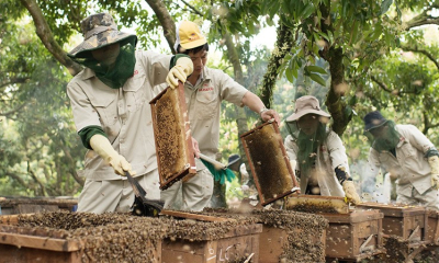 Honeco – Phát triển chuỗi liên kết ngành ong