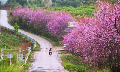 Măng Đen “khoác áo hồng”, sẵn sàng đón năm mới 2026