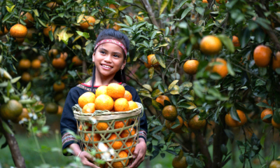 Lên Măng Đen trải nghiệm hái cam vàng, ngắm hoa anh đào