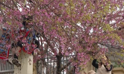 Lũng Cú - điểm hẹn muôn sắc hoa