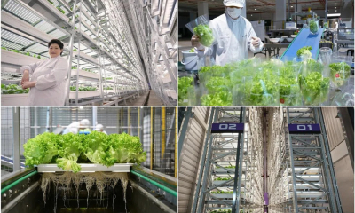 Trang trại thẳng đứng trong nhà cao nhất thế giới trị giá 80 triệu USD chính thức vận hành