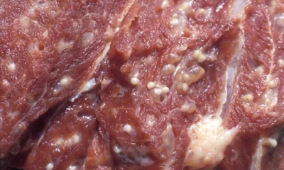 Từ hơn 120 tấn thịt lợn bệnh: Khi 