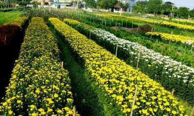 Làng hoa tất bật vào vụ Tết