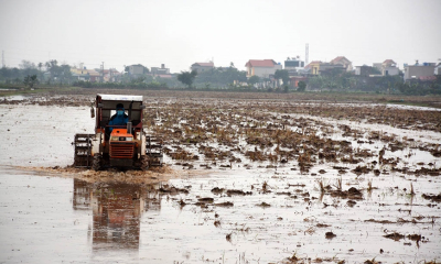 Thêm hơn 6% diện tích có nước để gieo cấy vụ Đông Xuân