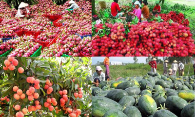 Trung Quốc chi 5,5 tỷ USD nhập khẩu rau quả Việt Nam