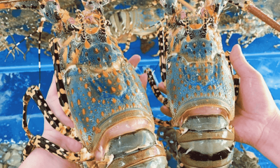 Xuất khẩu tôm Việt Nam lập kỷ lục 4,6 tỷ USD, chuẩn bị bước vào chu kỳ cạnh tranh khốc liệt