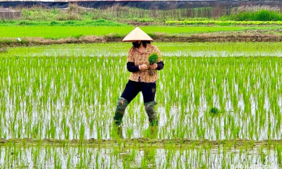 Hơn 74% diện tích vụ Đông Xuân đã đủ nước cho gieo cấy