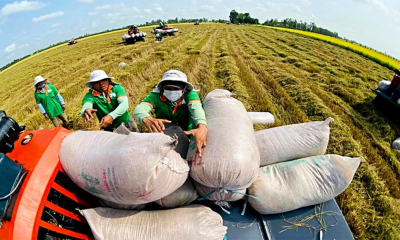 Xuất khẩu gạo đầu năm 2026 đối mặt thách thức