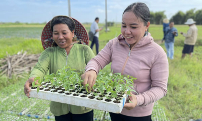 Chủ động sản xuất trồng trọt trong Tết Nguyên đán, đảm bảo gieo cấy lúa đúng thời vụ