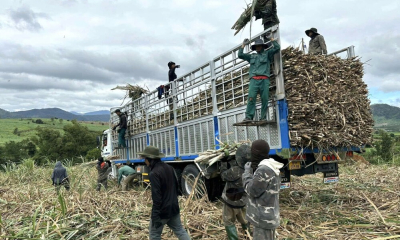 Nhà máy Đường An Khê vào guồng sản xuất đầu năm Bính Ngọ 