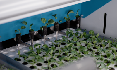 Singapore vận hành trang trại thẳng đứng cao nhất thế giới, ứng dụng AI và robot