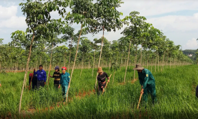 Binh đoàn 15: Xây dựng “vành đai xanh” kinh tế - quốc phòng vững chắc
