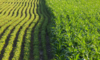 Tăng lợi nhuận thay vì chạy theo năng suất: Góc nhìn từ chuyên gia nông học Mỹ