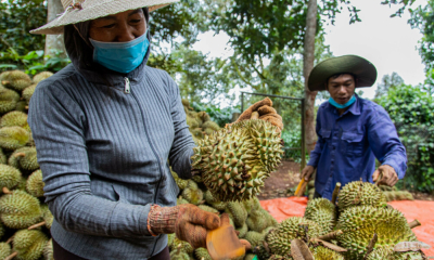  Xuất khẩu sầu riêng đạt hơn 117 triệu USD