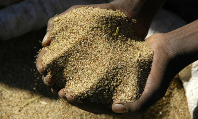 AI và các tập đoàn công nghệ đang “can thiệp” vào hệ thống lương thực toàn cầu