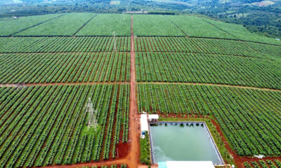 Vốn đầu tư vào nông nghiệp tại Gia Lai tiếp tục chiếm tỷ trọng lớn