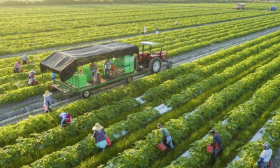 Từ cánh đồng đến tương lai: Trí tuệ nhân tạo có thể thay đổi ngành nông nghiệp ra sao