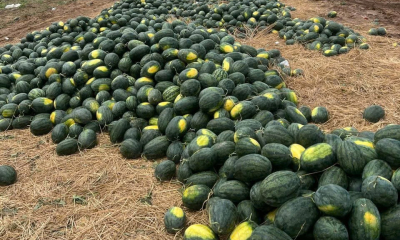 Gia Lai đề nghị hỗ trợ tiêu thụ hơn 2.400 ha dưa hấu đang vào vụ thu hoạch