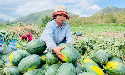 Nông dân trồng dưa hấu tại Gia Lai lỗ nặng