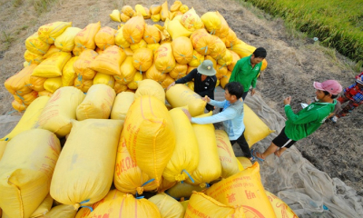 Đề xuất thu mua lúa gạo bổ sung dự trữ quốc gia