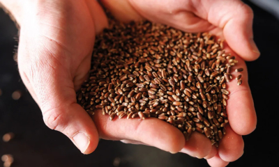 Giống lúa mì tím mở ra hướng nâng cao giá trị dinh dưỡng cho sản phẩm từ lúa mì