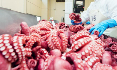 Xuất khẩu mực, bạch tuộc tăng trưởng mạnh