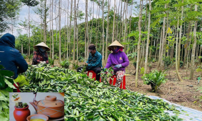 Trà Trầm Hương Tiên Việt: Giải pháp tự nhiên cho giấc ngủ ngon và sức khỏe