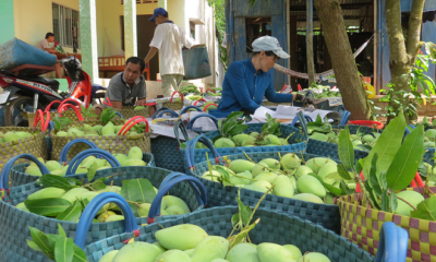 Bà con ĐBSCL lao đao vì rào cản kỹ thuật
