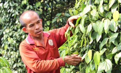 Hồ tiêu niên vụ 2026: Được giá, 