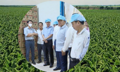 Công ty Duy Tân (Quảng Ngãi) dự thu hơn 100 triệu USD chuối tại Campuchia