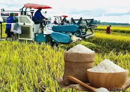 Giá lúa gạo đồng loạt tăng