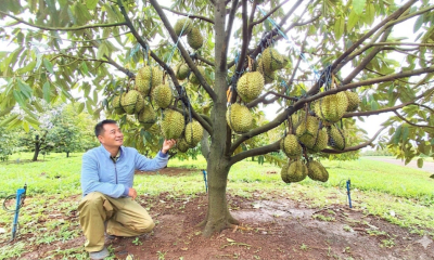 Mở rộng “vé thông hành” cho sầu riêng Gia Lai sang Trung Quốc