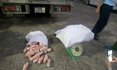 Quảng Ninh: Bắt giữ hơn 12 tấn chân lợn đông lạnh không rõ nguồn gốc, xuất xứ